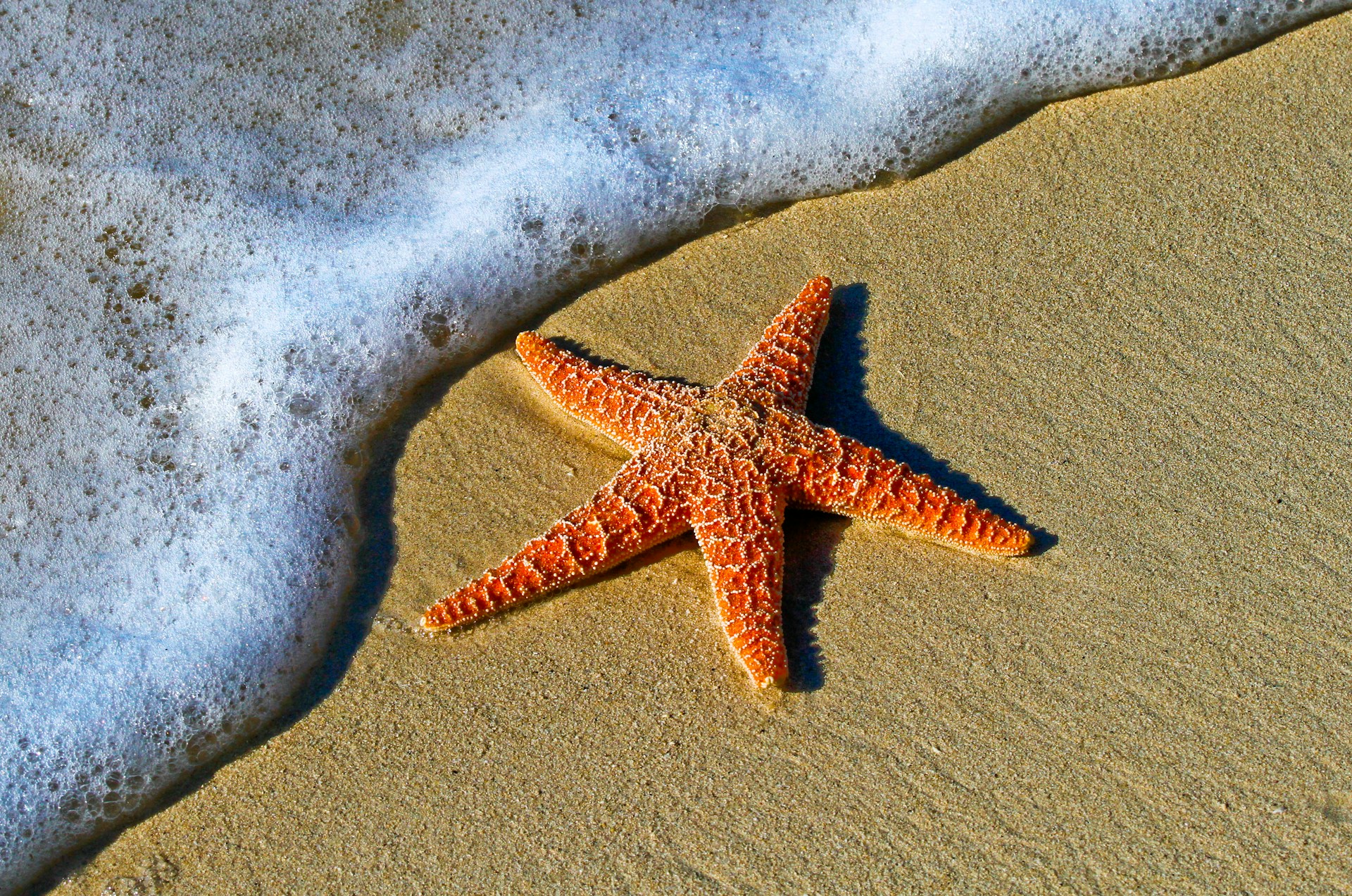 Starfish on sunlit beach sand